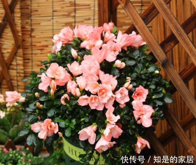 叶片|杜鹃花叶子发黑怎么办?知道原因是关键