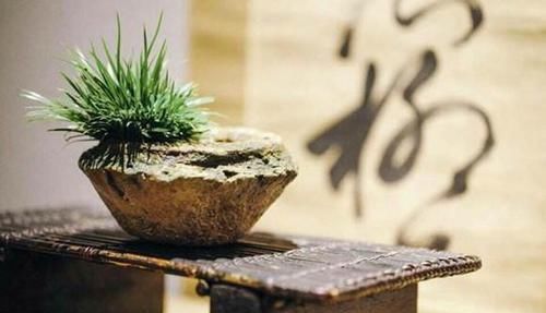  走近|此种植物曾是文人贵族专属，苏轼为它撰文，现已走近寻常人家