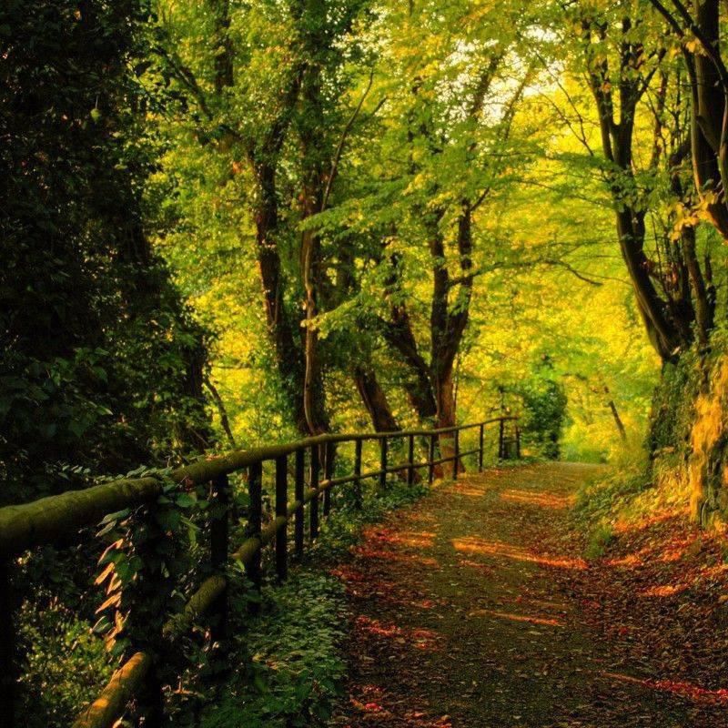  种利己主义者|屠格涅夫：生命的全部秘密