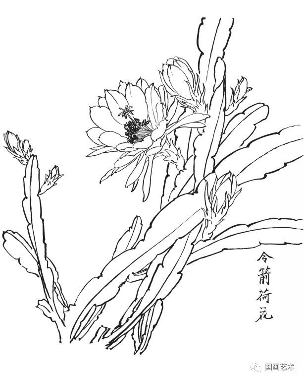  白描|花卉白描图谱选页分享