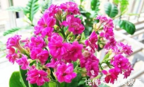 想要长寿花“二次开花”,只需一碗“催花水”,30天就“爆盆”