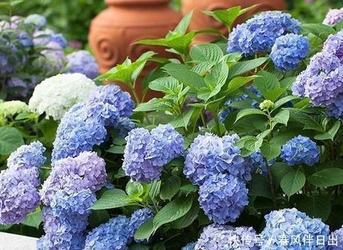 长势|绣球花开败后,及时做好3件事,苗壮芽多,花量翻两番