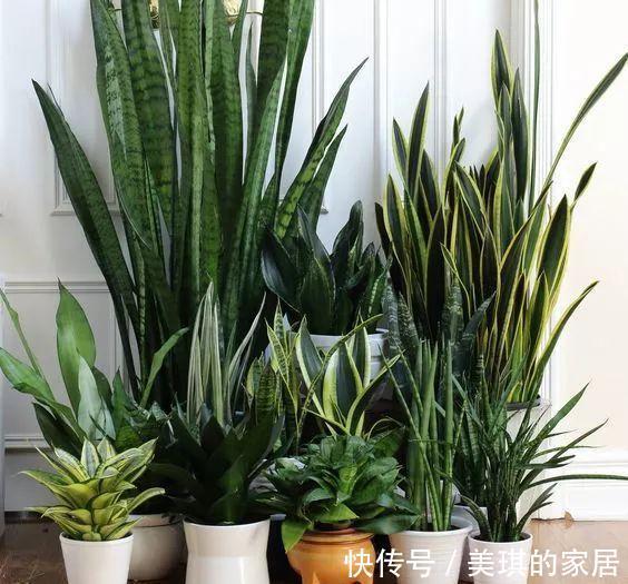 具状|虎皮兰进入8月经常“饿”,从三个方面喂饱它,才爱出小芽