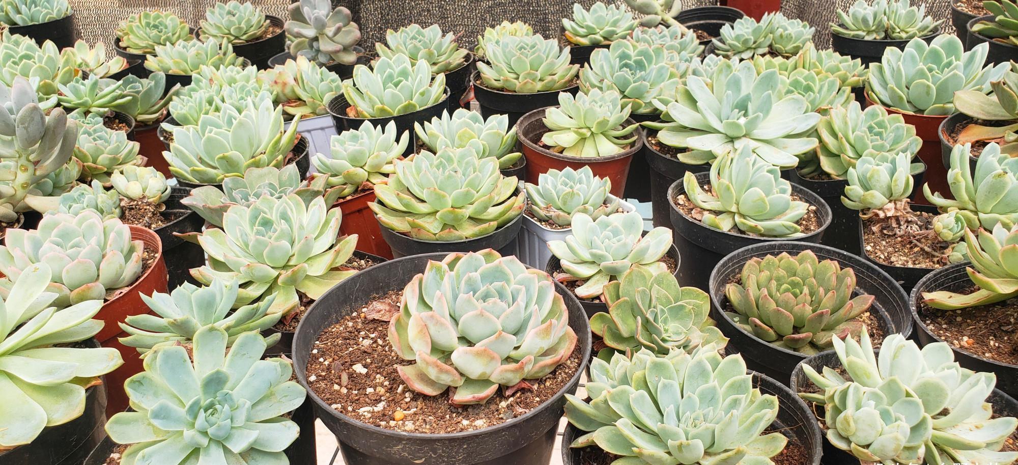 多肉缀化如何会爆盆,做好这几点,肉肉轻松爆盆没问题