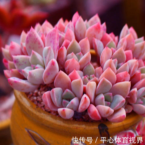 花卉|养花不能太勤快,这些懒人花,小盆种少浇水,越长越美!