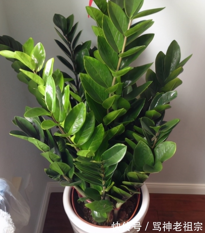 扦插|3种可以叶插的花卉,很容易成活,新手“玩”可以,但是养大很难