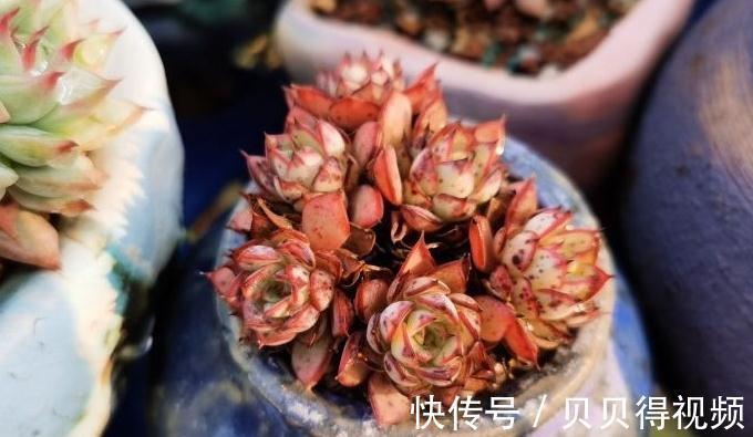 这8种多肉散发迷人浪漫的气质,你学会关键一招儿也能养得好