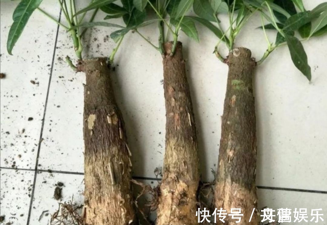 6种花怕水涝,勤快人养不好,浇水多了就烂根