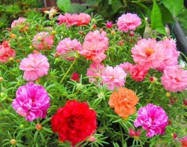 此花一开就是365天,便宜好养又好看,沾土就活,不会养花就养它