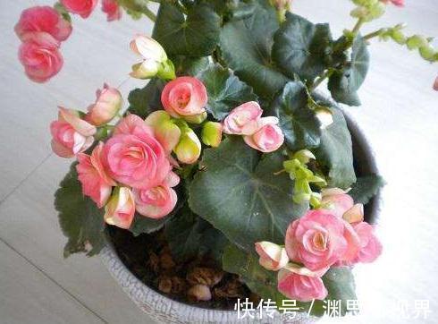 超哥|养海棠,这“3种”就得室内养,花苞绕枝上百朵,开成“大花帘”