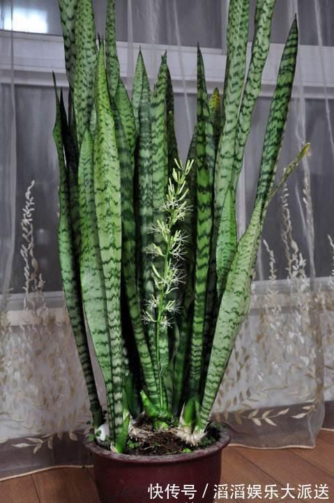 黄豆|养虎皮兰时,盆里加2种东西,30天钻出钢芽,侧芽嗖嗖
