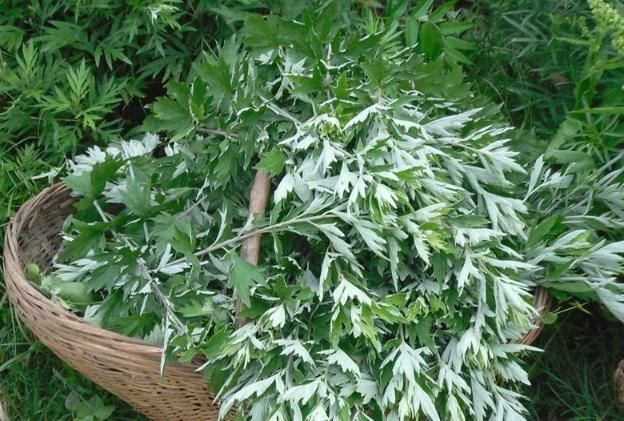 拿艾叶煮水洗头,有以下“神奇”功效,很多人当垃圾扔了