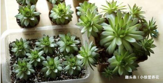 不到一年从1盆变成12盆的多肉植物——观音莲到底该怎么养