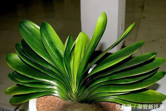 养君子兰，一个“小方法”，叶片整齐又好看，厚实油绿，长爆盆！