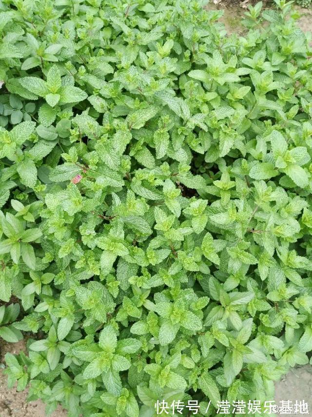 花友|5种花最好别养，根钻得到处都是，砍都砍不尽