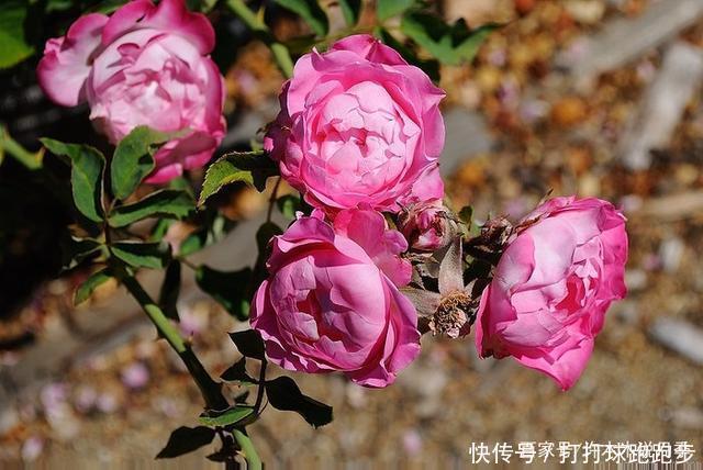 25个拥有中国血统的波旁月季。花朵超大个个丰花,还能爬藤做花墙