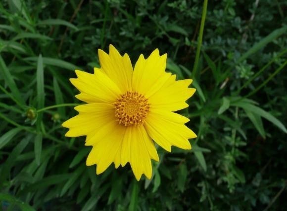 世界上品种最多的植物,没有之一,光路边就有20多种!