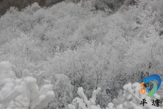 平塘雾凇美如画|图集 | 平塘县