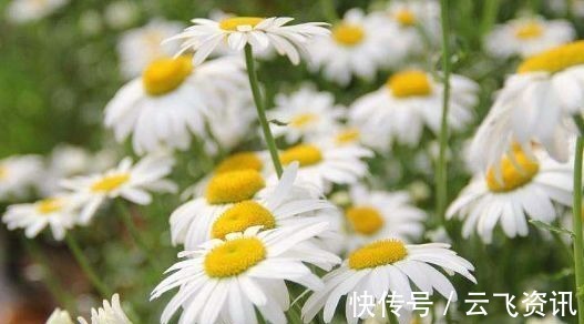 阳台养花,不妨试试此4款植物,花色艳丽灿烂无双,美观大气