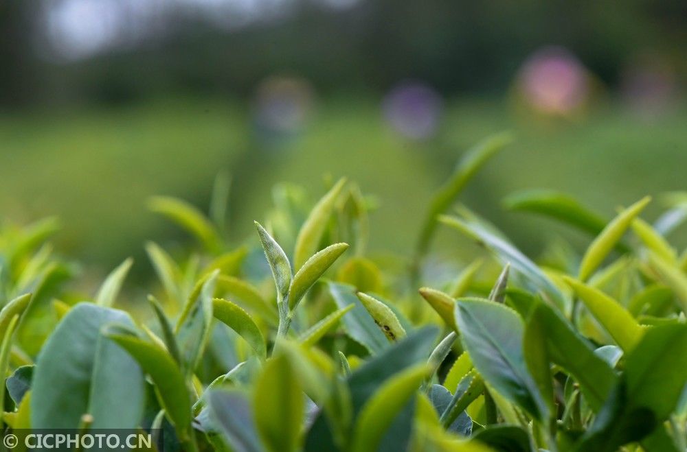 茶农|湖北保康：秋茶采摘忙