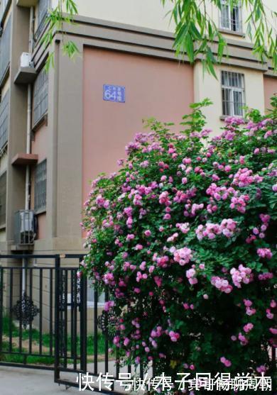 健壮|8种花不用买,去朋友家掐个叶片插土里,7天就生根,太容易成活了