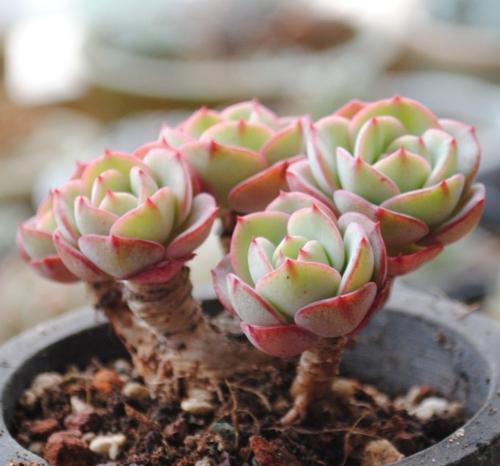 家里多肉“穿裙子”,按照3个方法处理,又可以生机勃勃