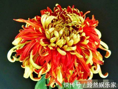 唐宇|喜欢菊花,不如养“精品名菊”唐宇霞辉,似落日霞光,冷艳香凝!