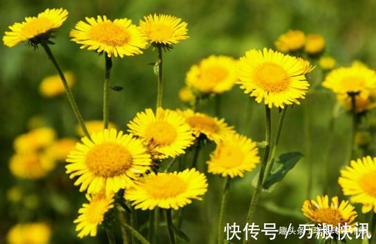 喜欢玫瑰，不如养“进口优品”卡罗拉，红艳似火，花姿绝美！