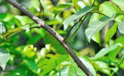 两面|叶子两面都是针，告诉村里人，若在山上遇见，请重视，别不知价值
