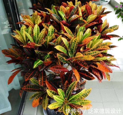  出问题|养不好开花植物就养它，只要掌握技巧，叶片五颜六色，比花还好看