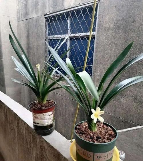 家养君子兰，用2种粉末、3种水，半年不用施肥，照样长得旺！