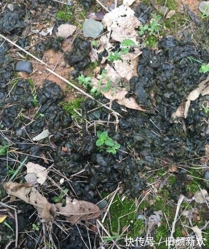 营养价值|雨后农村的山上会长出“脏野菜”,营养价值很高
