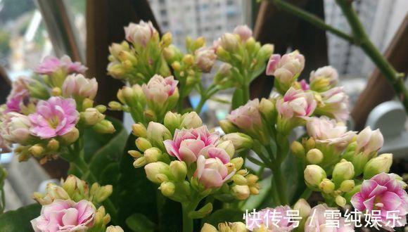 磷酸二氢钾|入冬以后,君子兰、长寿花来点催花剂,花开多1倍,别忽视