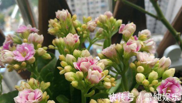 磷酸二氢钾|入冬以后，君子兰、长寿花来点催花剂，花开多1倍，别忽视