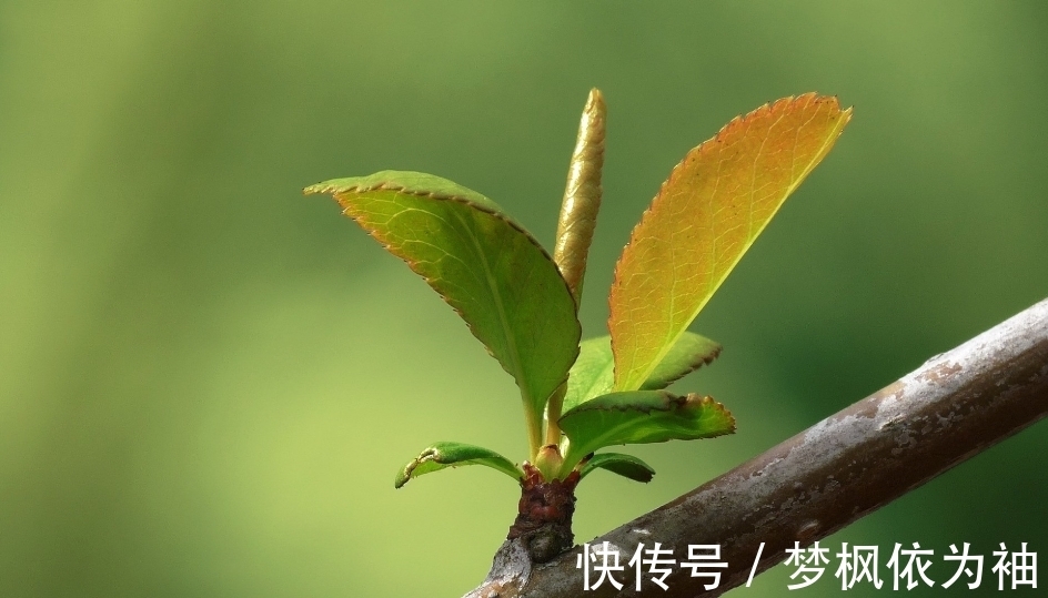 天赋异禀|哪月份出生的人，天赋异禀，身边有高人指点，进步神速，事业兴旺