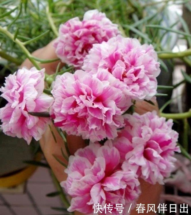 家里要养3种花,开花吉祥又喜庆,时来运转,越过越富裕有钱