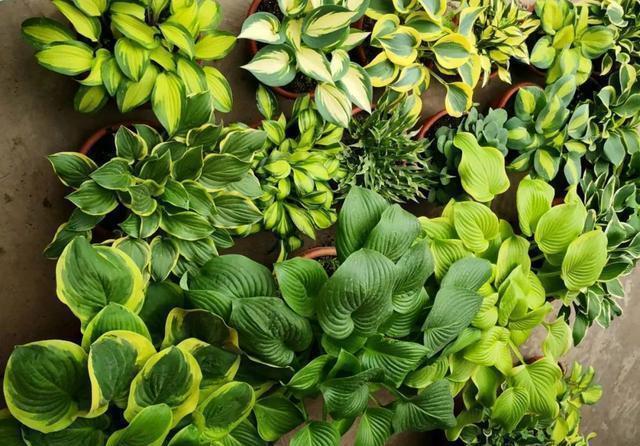 史上最耐阴的花,越阴凉越长得旺,绿萝虎皮兰靠边站