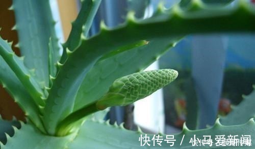 芦荟开花到底好不好老花匠你先养开花再说!