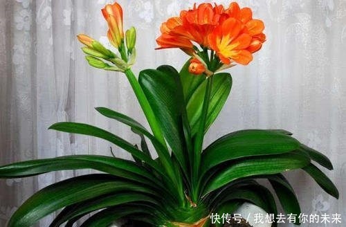 叶子|君子兰开花少给它喝点神仙水，叶子坚挺肥绿，开花100朵！