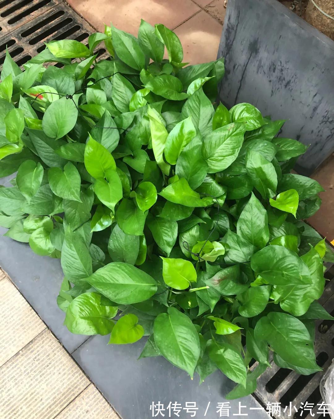 养花不会施肥，花又小又弱，17种花卉的施肥方法，赶紧收藏