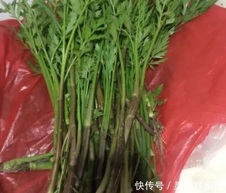 稀罕|农村人常吃的野菜,城里人当“稀罕货”,10元一斤不一定买得到