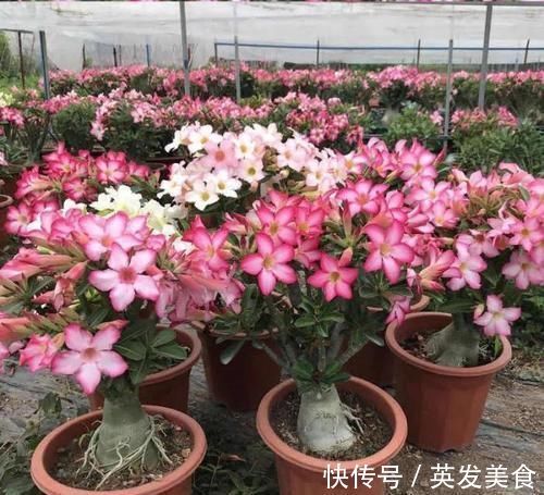 浇水|最适合懒人养的5种花,省心又好养,偶尔浇浇水就可以活