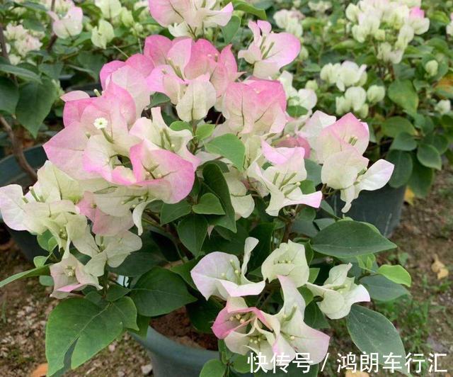 秋天快扦插，10种花不用买，掰个枝子插土里，嗖嗖生根，成活率高