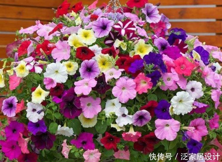 4种福运花,自带福气好养活,名字好听花更美,越养越上瘾