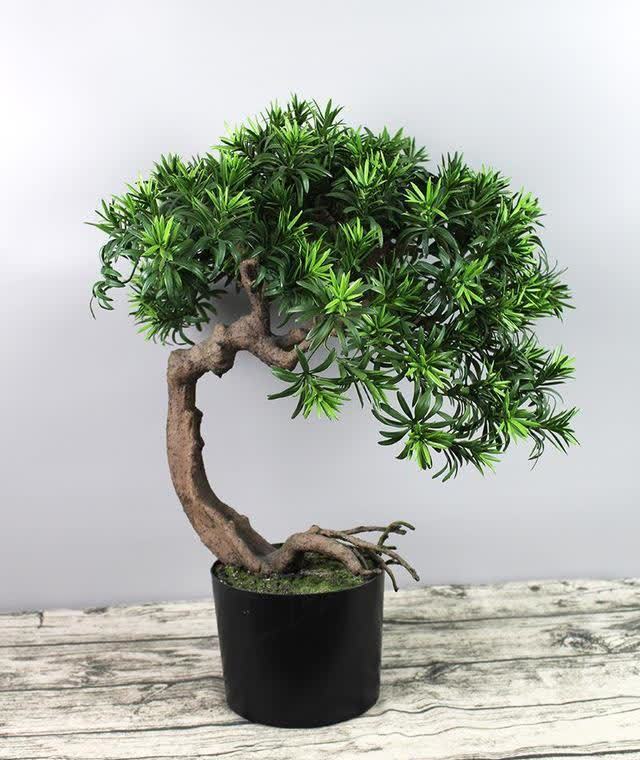 俗语:“客厅有树,十有九富”,不是迷信,为了好兆头也要养一盆