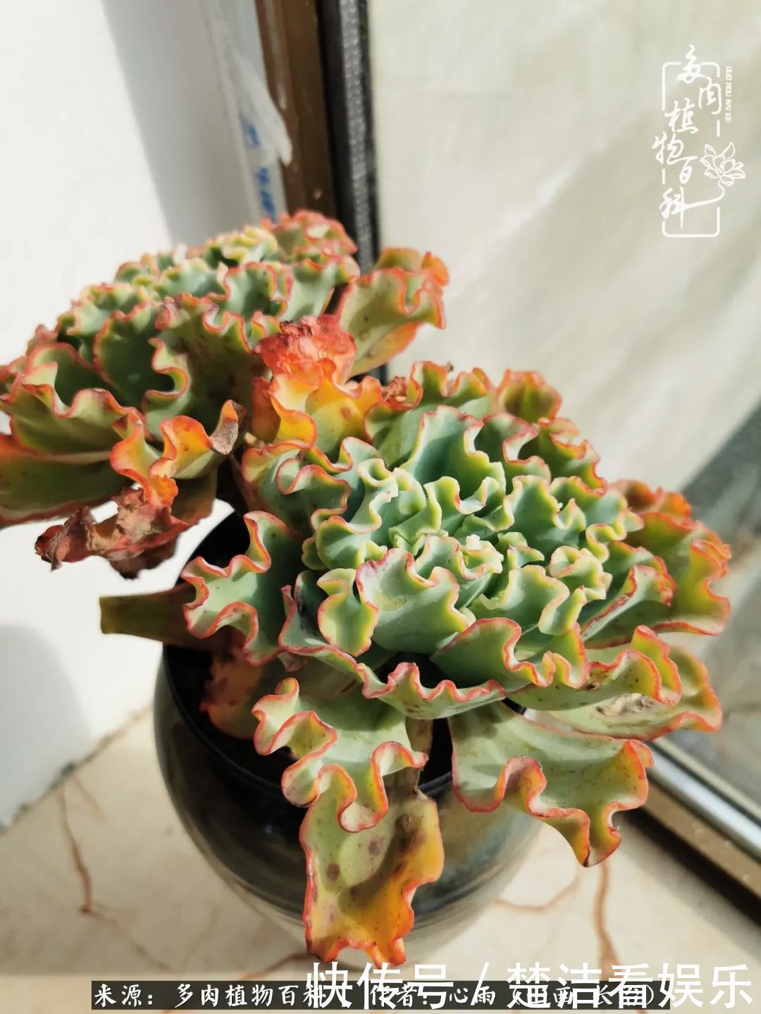 三色堇|懂得珍惜的人,才值得拥有更多美好的事物!养多肉也是如此!