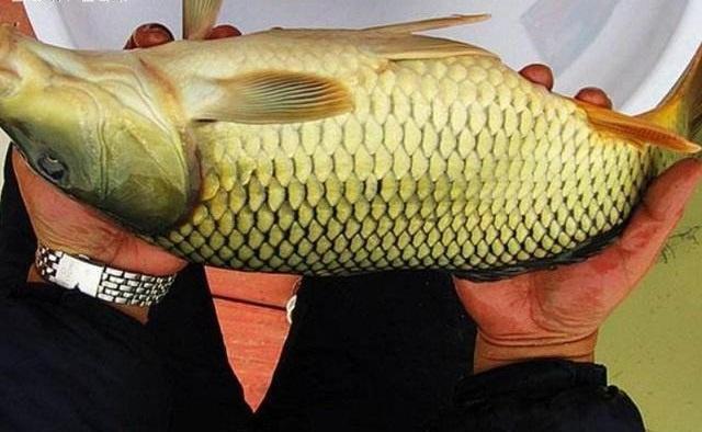 黑坑|钓鱼选饵并不难,带上这几种饵料,去哪儿钓鱼都有效!