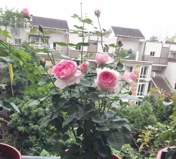 伊芙|此花，比玫瑰漂亮，比桂花还香，一年能开200天，比兰花强多了