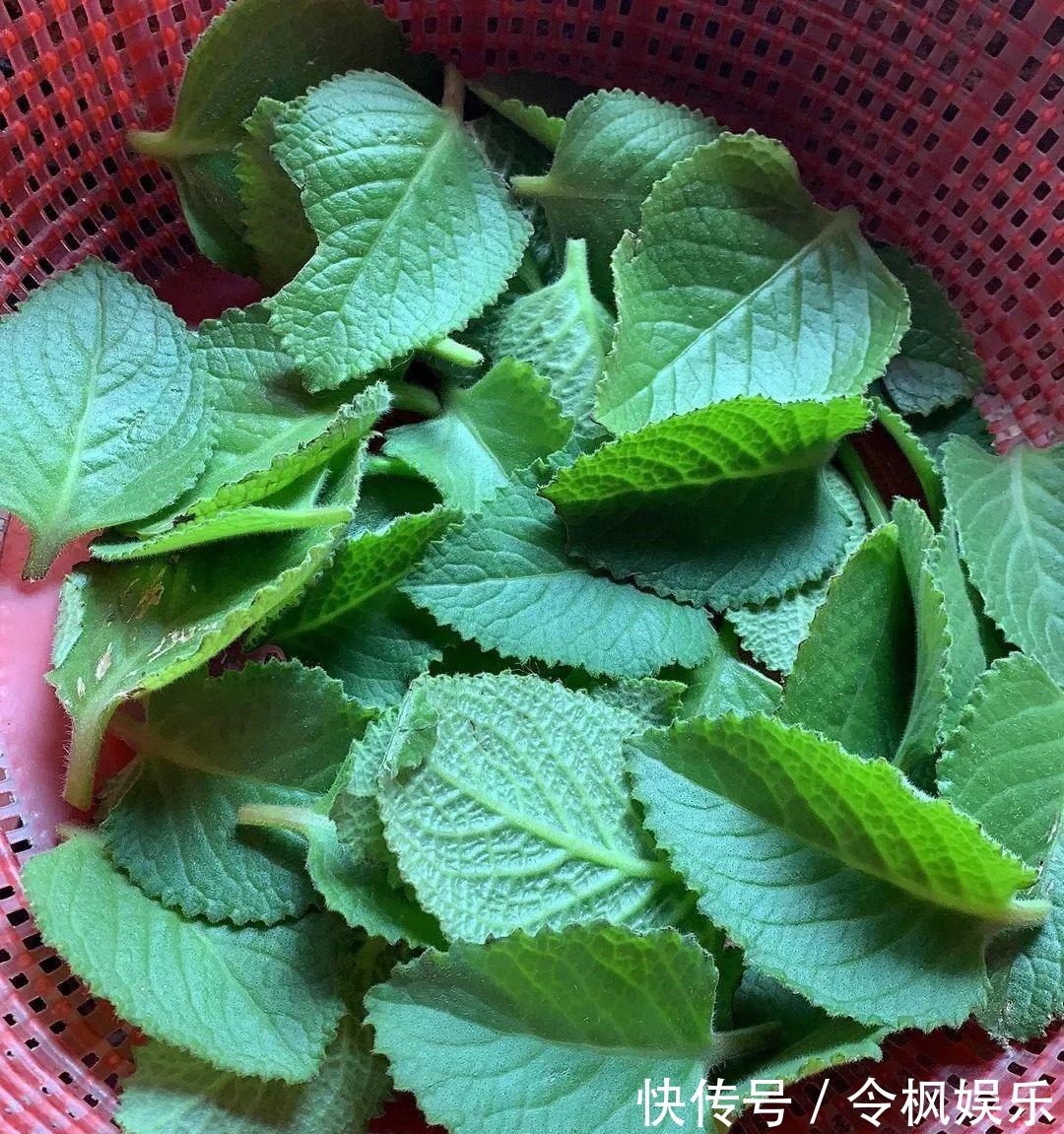 老中医最爱的8种花,一盆堪比小药箱,摘片叶子就能泡水喝!