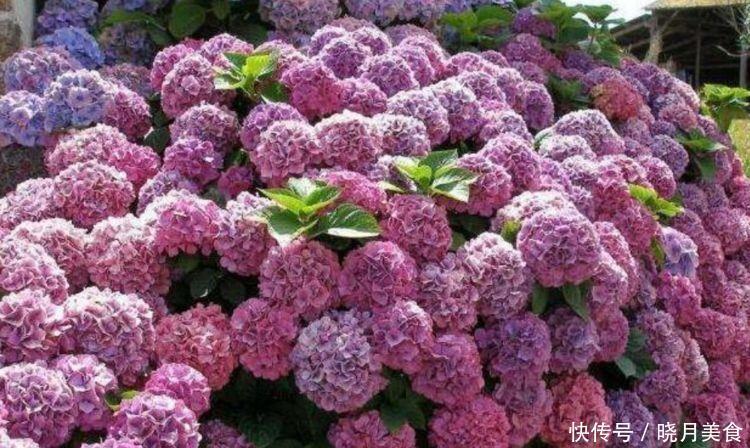几种花卉美过玫瑰,一年四季花开不停,花开富贵华丽,多姿多彩